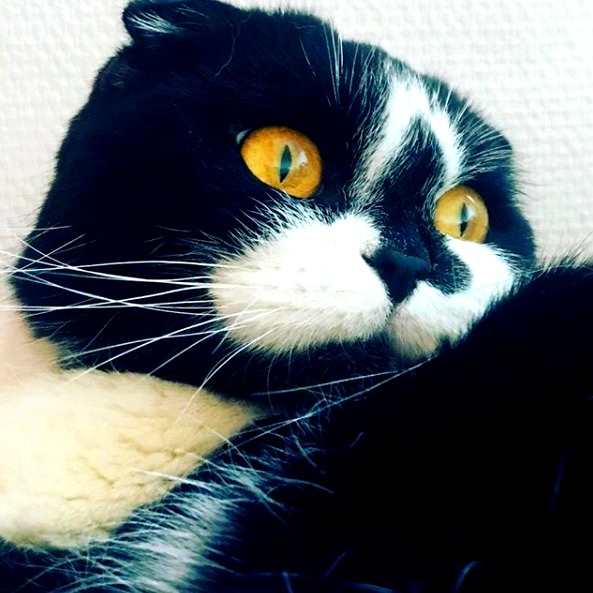 scottish fold cat black white
