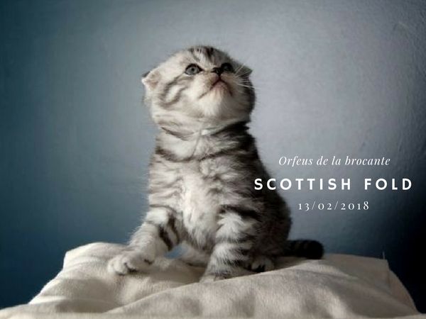 Scottish fold femelle chaton