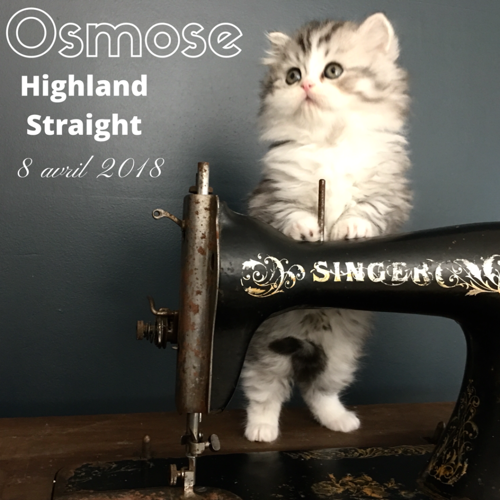 Chaton highland straight Osmose