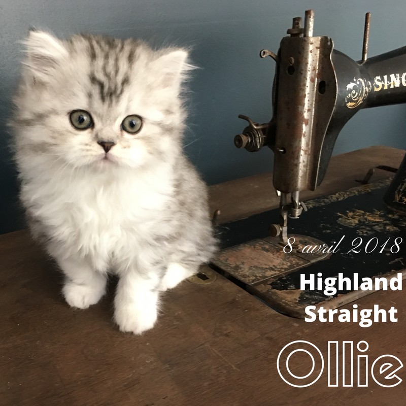 chaton highland straight Ollie