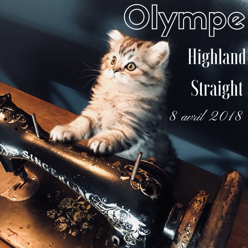 chaton highland straight olympe