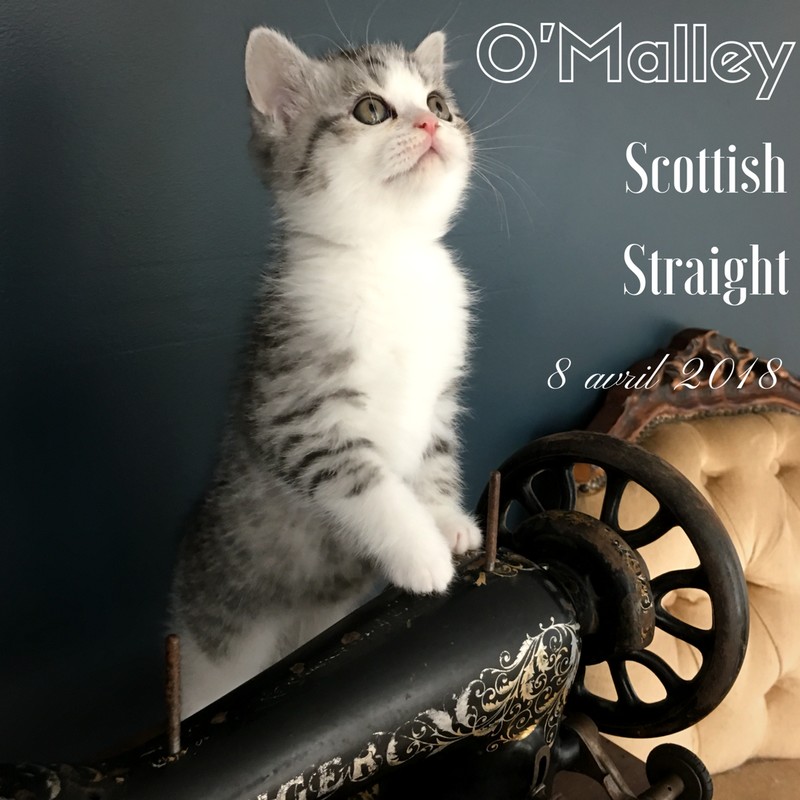 chaton scottishfold omalley