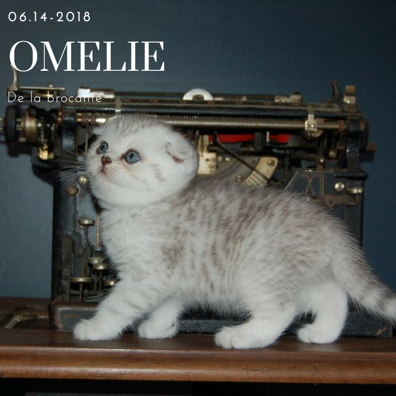 scottish fold omelie