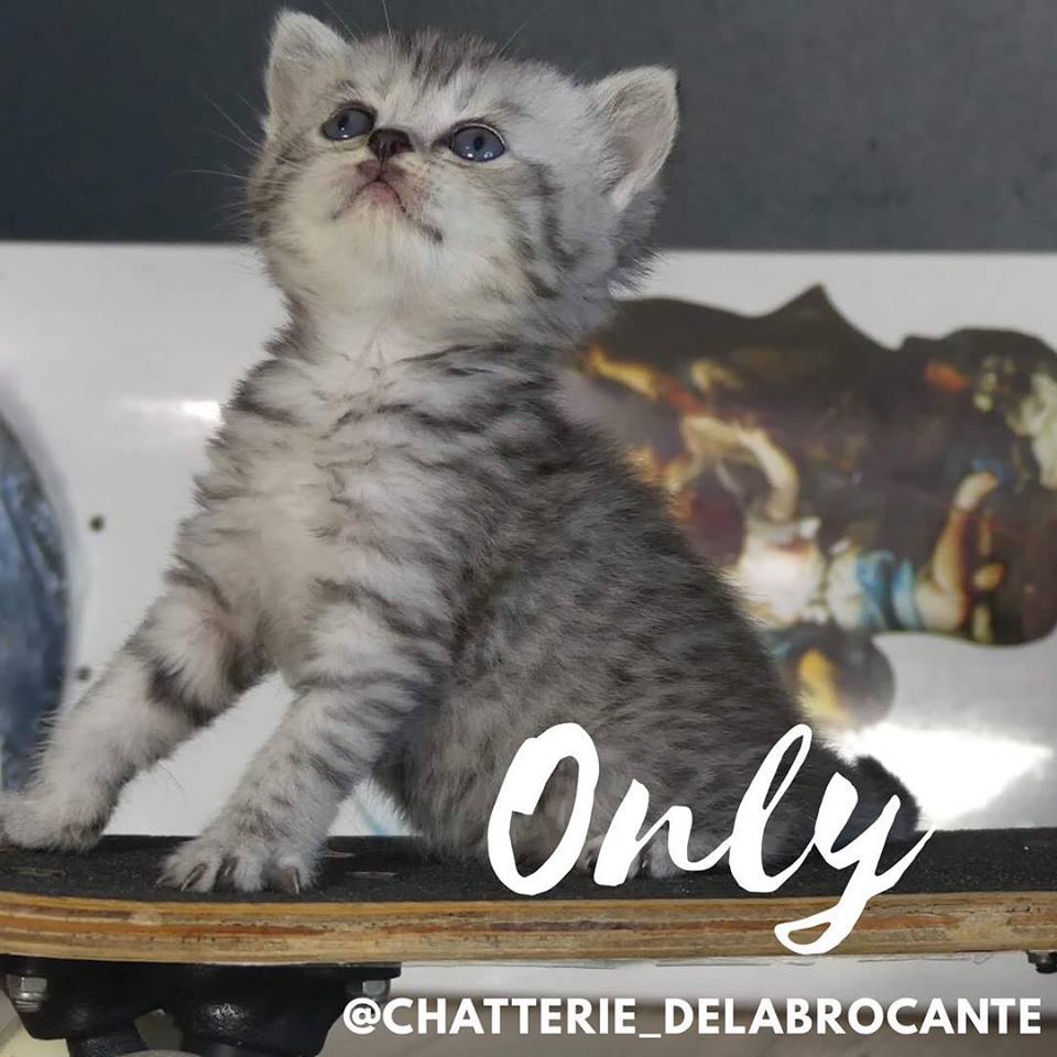 only-cat-scottish