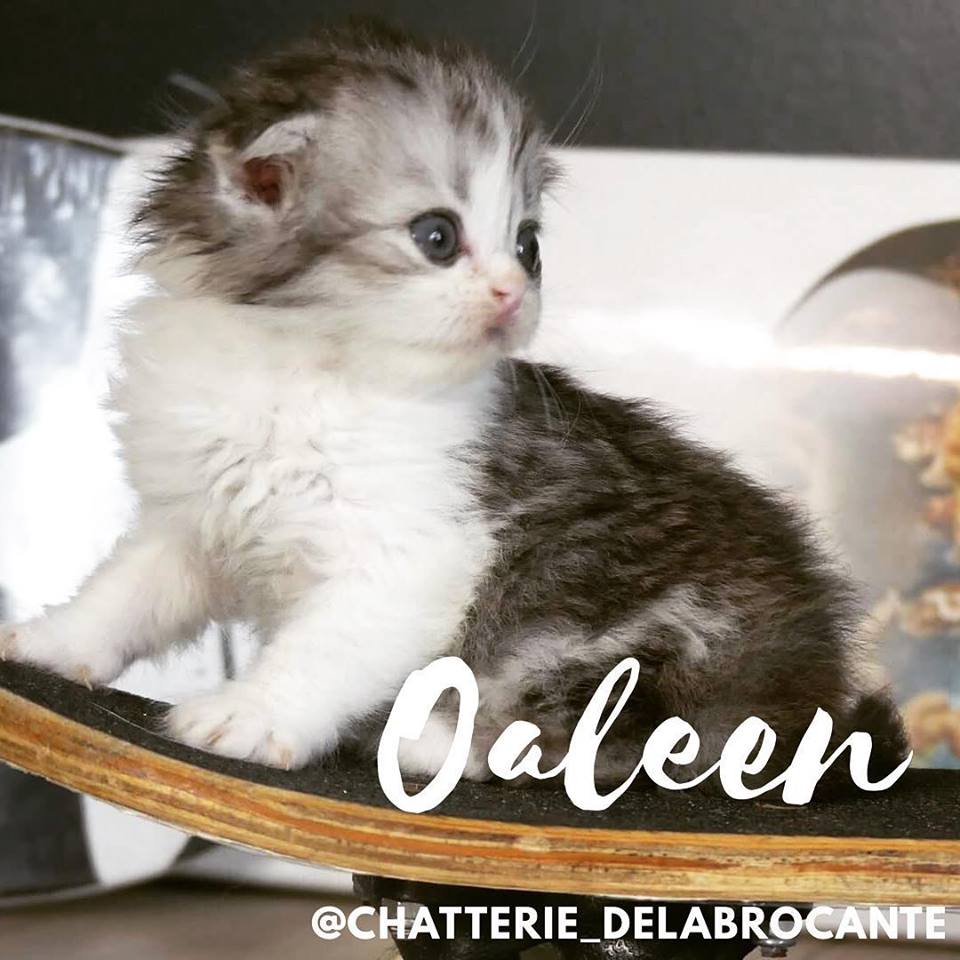 chaton-femelle-fold