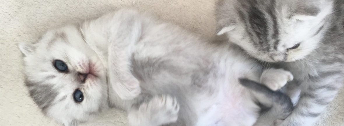 scottish fold cat