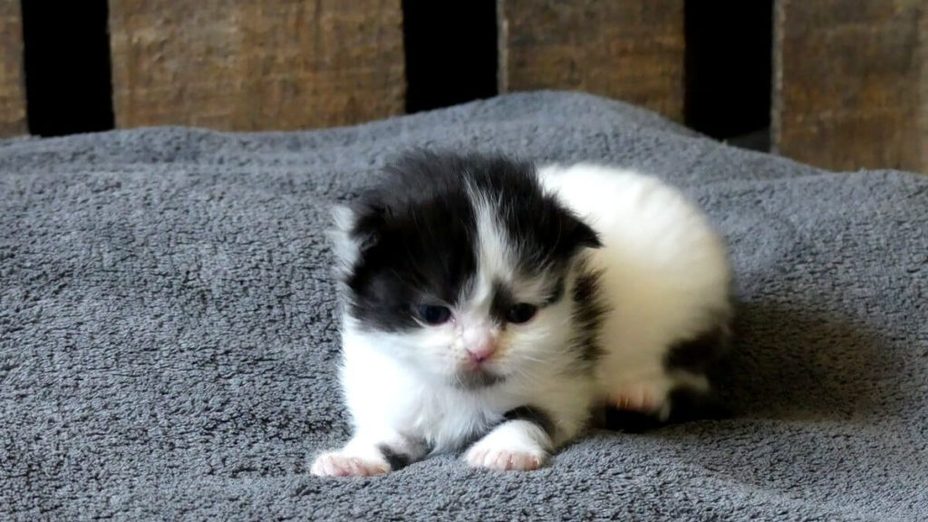 chaton femelle scottish noir et blanc