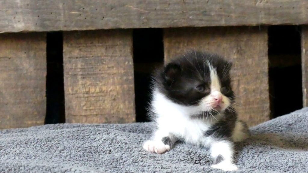 chaton bi-color noir et blanc